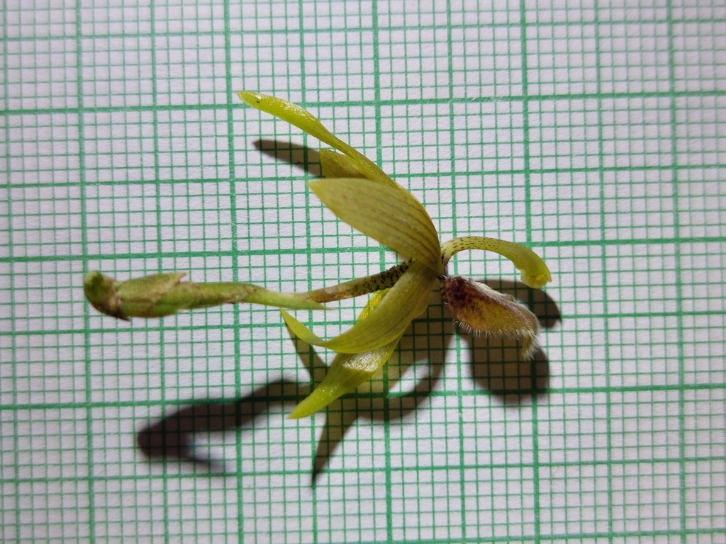Maxillaria rhomboglossa
