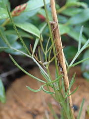 Anisotome filifolia