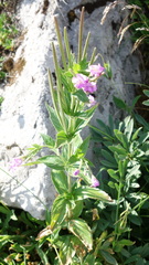 Epilobium alpestre