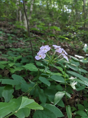 Image of Phlox pulchra by (c) Alaina Krakowiak, some rights reserved (CC BY)