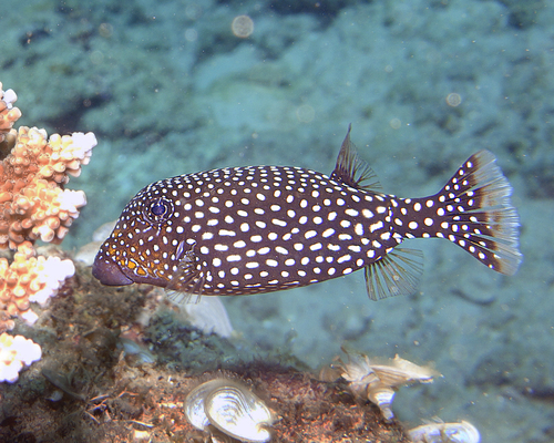 Spotted Boxfish