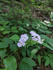 (c) Alaina Krakowiak, some rights reserved (CC BY) Phlox pulchra, photograph (c) Alaina Krakowiak, some rights reserved (CC BY)