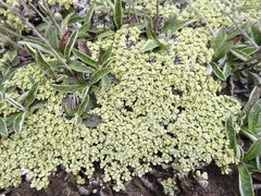 Raoulia parkii