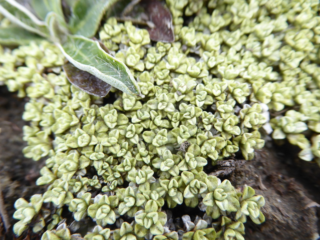 Raoulia parkii from Tekapo 7999, New Zealand on November 10, 2018 at 04