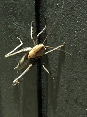 Thyreonotus corsicus