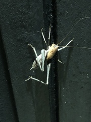 Thyreonotus corsicus