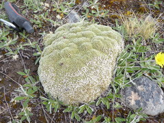 Pimelea sericeovillosa pulvinaris