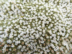 Pimelea sericeovillosa pulvinaris