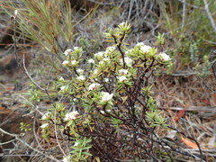 Pimelea suteri