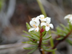 Pimelea suteri