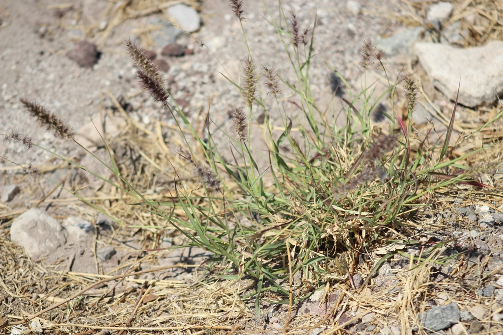 Beffelgrass buffelgrass from QM39+P8, 36821 Ex-Hacienda del Copal, Gto., México on ...