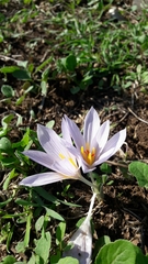 Crocus pallasii