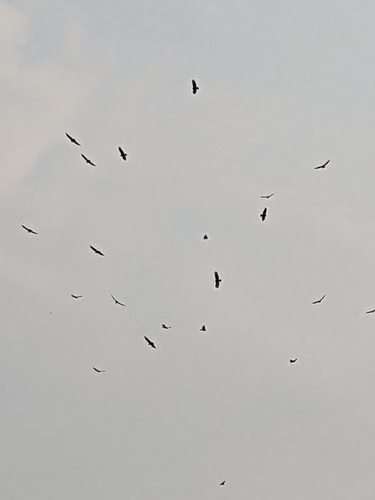 Turkey Vulture photographed in North Dakota