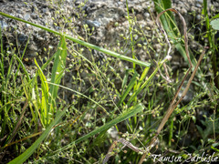 Arenaria serpyllifolia