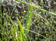 Arenaria serpyllifolia