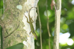 Anolis punctatus