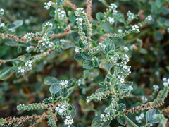 Heliotropium hirsutissimum