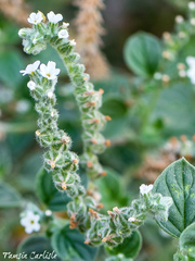 Heliotropium hirsutissimum
