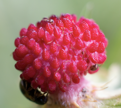 Lesser Mock-strawberry