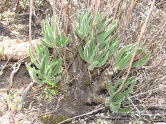 Tylecodon leucothrix