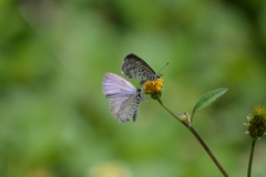 Leptotes cassius