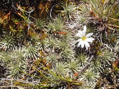 Celmisia sessiliflora
