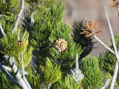 Pinus heldreichii