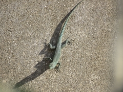 Dalmatolacerta oxycephala