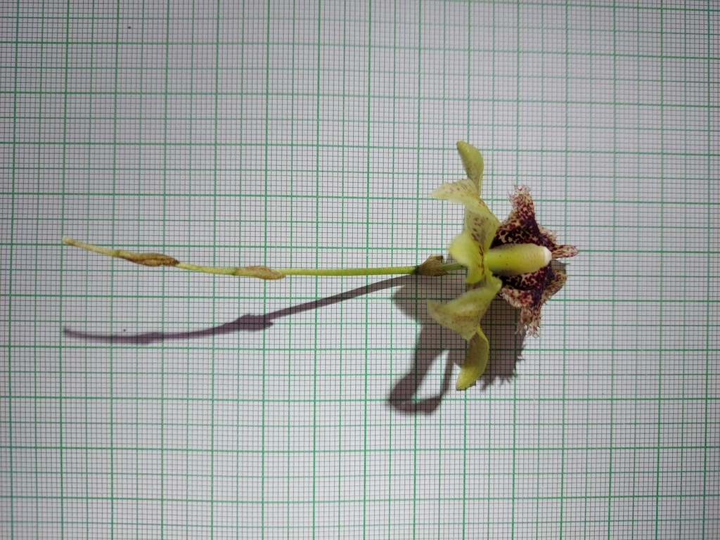 Kefersteinia tolimensis; photograph (c) Daniel Mesa, some rights reserved (CC BY)