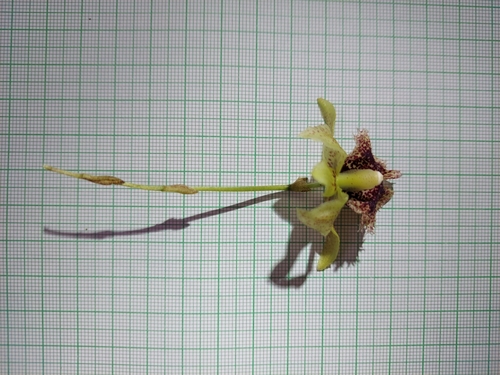 Kefersteinia tolimensis
