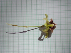 Kefersteinia tolimensis