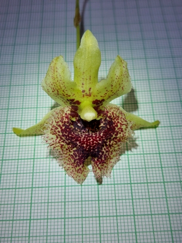 Kefersteinia tolimensis, photograph 1