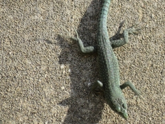 Dalmatolacerta oxycephala