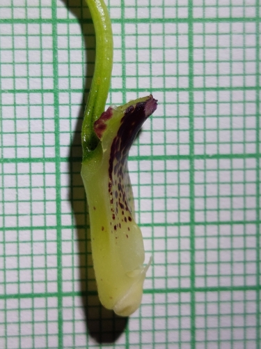 Kefersteinia tolimensis, photograph 3