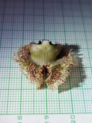 Kefersteinia tolimensis, photograph 4