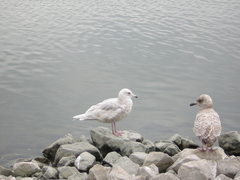 Larus glaucoides