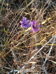 Moraea worcesterensis