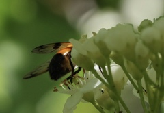 Volucella inflata