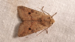 Agrochola blidaensis