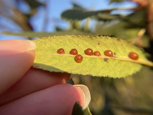 European Fruit Scale photo 4