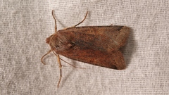 Agrochola haematidea