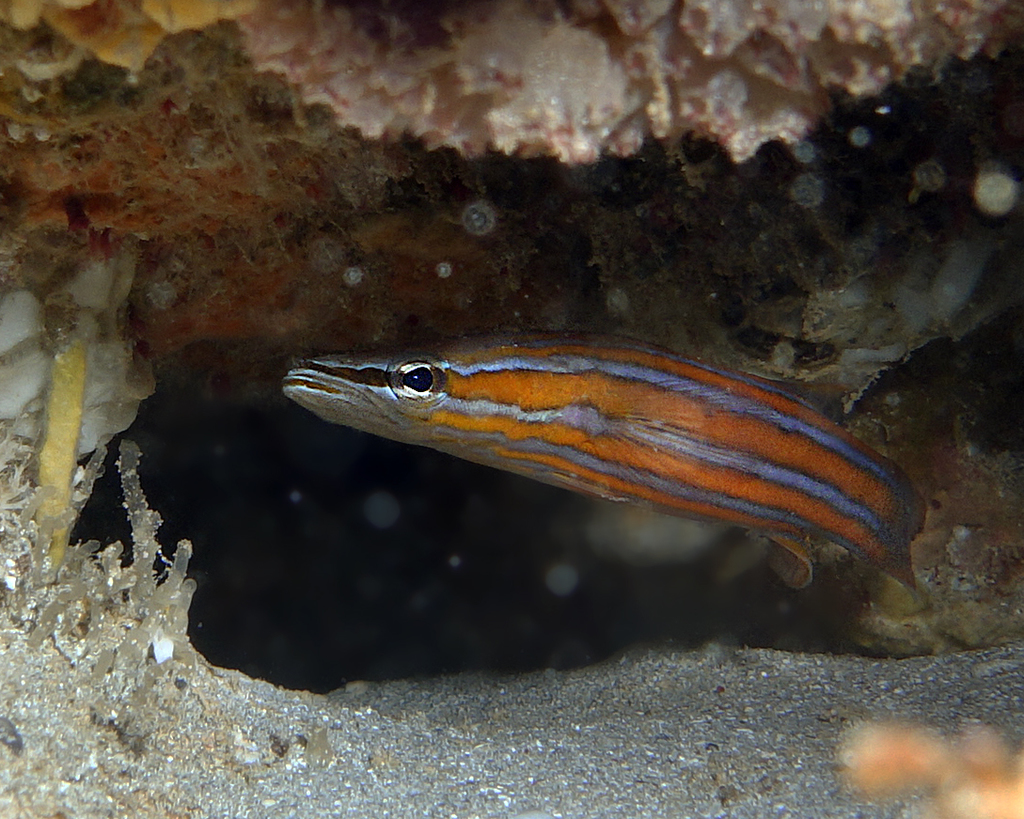 Flathead perch (Rainfordia opercularis) — Serranidae
