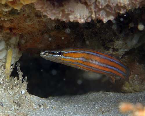 Flathead perch (Rainfordia opercularis) — Serranidae