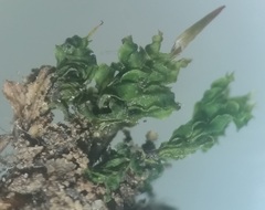 Mnium marginatum