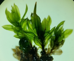 Mnium marginatum