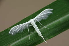 Pterophoroidea