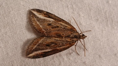 Chesias legatella