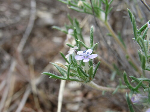 Image of Ipomopsis pumila by (c) Anders Hastings, some rights reserved (CC BY)