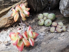 Conophytum ficiforme