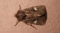 Dryobota labecula